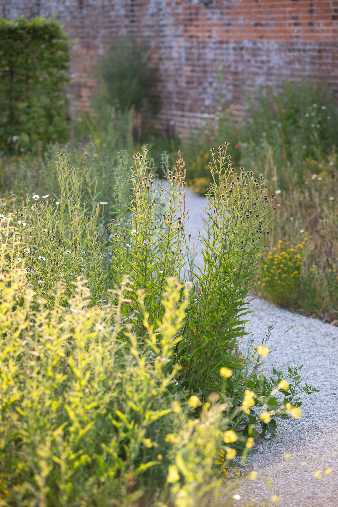 Colm Joseph suffolk walled garden design limestone gravel path through wildflower meadow